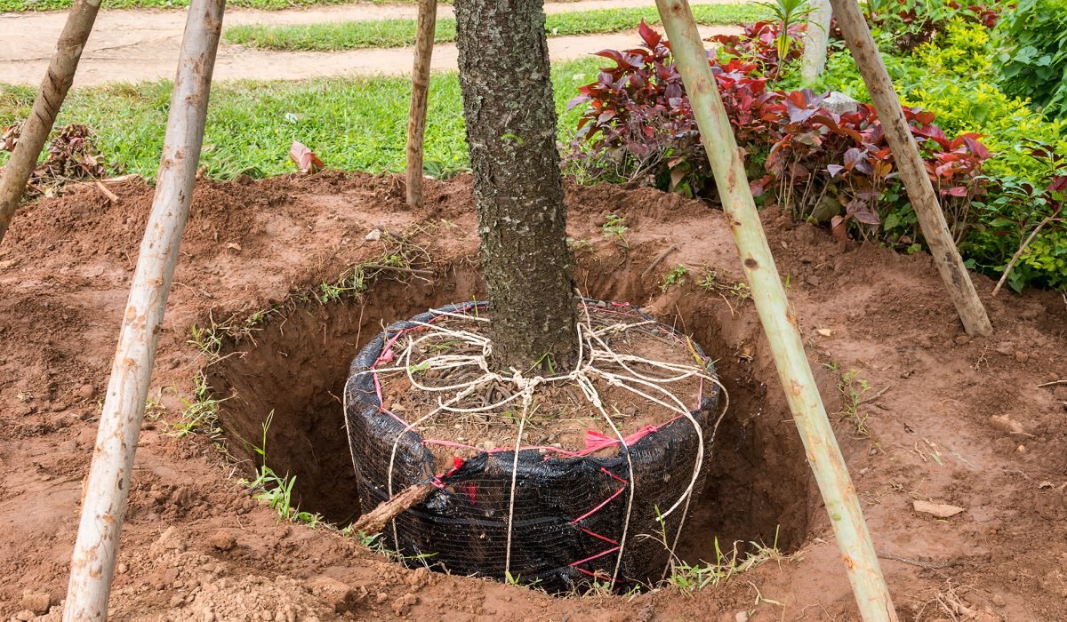 Service TREE TRANSPLANTING